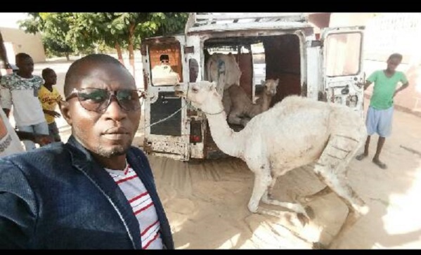 Maoloud 2017: Amadou Ba paye des beaufs, chameaux  et ... pour Serigne Béthio Thioune