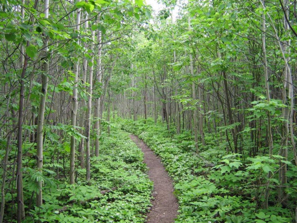 Kalounayes : Une association veut planter 2 millions d'arbres Kalounayes : Une association veut planter 2 millions d'arbres