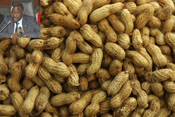 Découverte de bruches nuisibles : Le Vietnam suspend ses importations d'arachide du Sénégal Découverte de bruches nuisibles : Le Vietnam suspend ses importations d'arachide du Sénégal