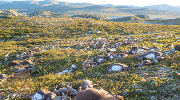 "Jamais vu ça" : plus de 300 rennes meurent foudroyés en Norvège