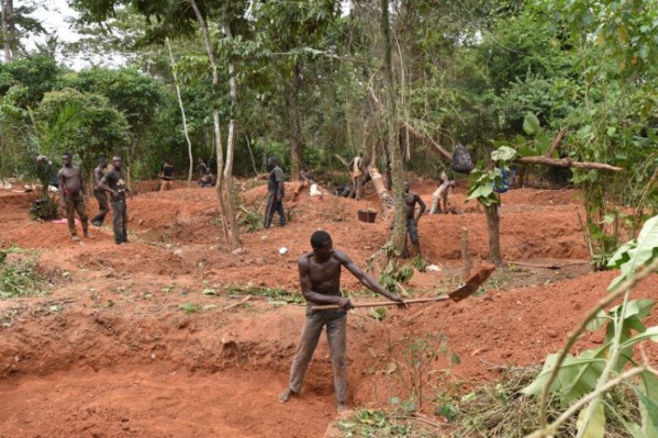 En Côte d’Ivoire, on détruit les plantations de cacao pour chercher de l’or