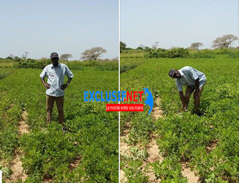 Habib Sy, ancien ministre d'Etat devenu paysan