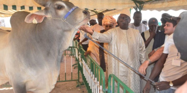 Pour sa caution à la présidentielle de 2019: Les éleveurs offrent 613 bœufs à Macky Sall Pour sa caution à la présidentielle de 2019: Les éleveurs offrent 613 bœufs à Macky Sall