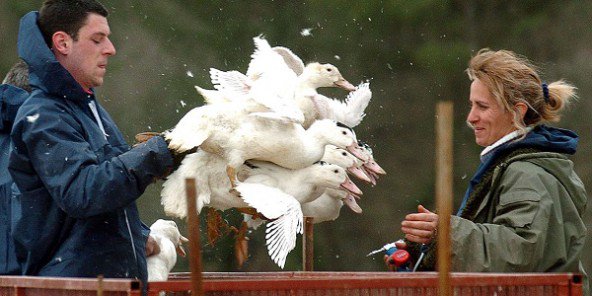 Le Gabon interdit l’importation de volaille française