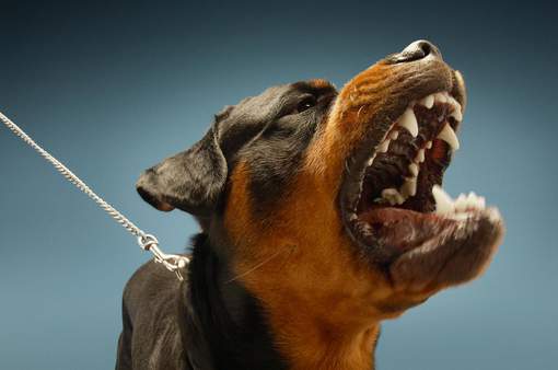 Un bébé de 14 mois tué par le rottweiler de sa famille