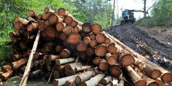 Affrontements armes à la frontière avec la Guinée-Bissau : Des exploitants forestiers, cibles de groupes d’auto-défense... Affrontements armes à la frontière avec la Guinée-Bissau : Des exploitants forestiers, cibles de groupes d’auto-défense...