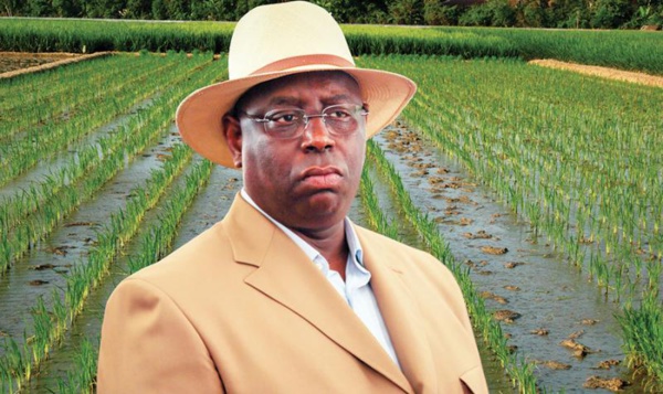 AUTOSUFFISANCE EN RIZ: Macky promet encore des promesses AUTOSUFFISANCE EN RIZ: Macky promet encore des promesses