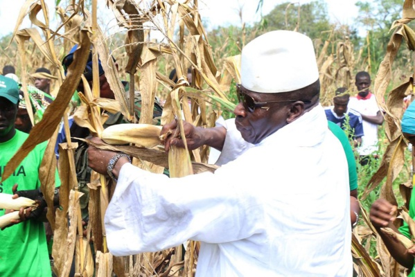 Guinée équatoriale : Yahya Jammeh veut se lancer dans l’agriculture