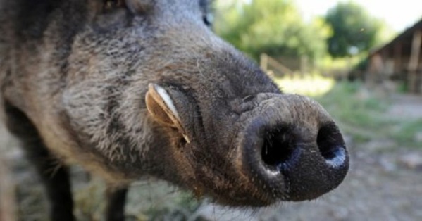 Irak : trois djihadistes de Daech tués par des sangliers Irak : trois djihadistes de Daech tués par des sangliers