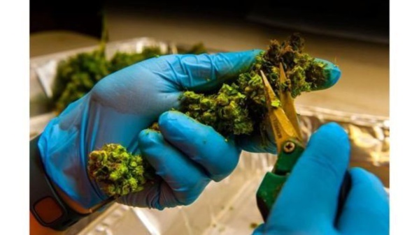 Le Lesotho délivre un permis de culture de cannabis Le Lesotho délivre un permis de culture de cannabis