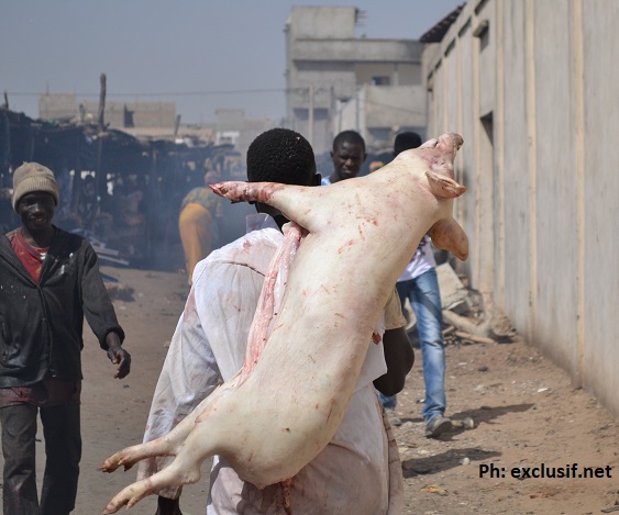 Cote Ivoire: le gouvernement interdit la consommation et la vente de porcs