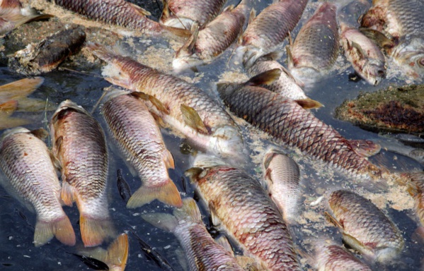 Toubacouta: le manque d’oxygène tue des milliers de poissons
