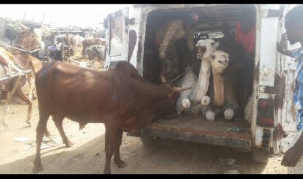 Maoloud: Le ministre Amadou Ba paye des beaufs, chameaux et ... pour Serigne Béthio Thioune Maoloud: Le ministre Amadou Ba paye des beaufs, chameaux et ... pour Serigne Béthio Thioune