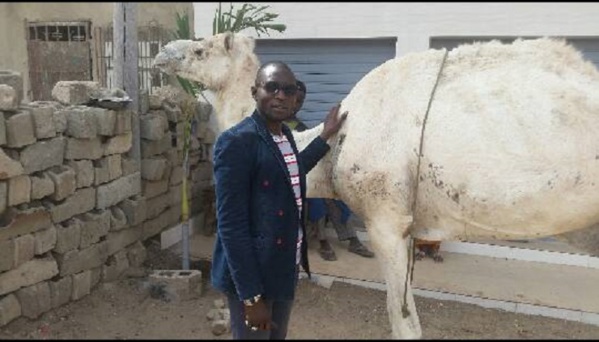 Maoloud: Le ministre Amadou Ba paye des beaufs, chameaux et ... pour Serigne Béthio Thioune Maoloud: Le ministre Amadou Ba paye des beaufs, chameaux et ... pour Serigne Béthio Thioune