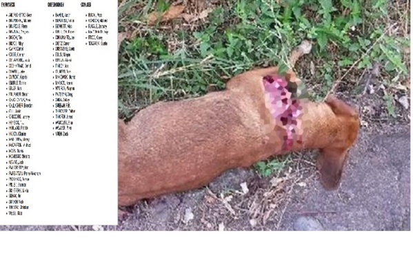 Pratique mystique à Dakar: un chien retrouvé mort avec une liste de joueurs de football Pratique mystique à Dakar: un chien retrouvé mort avec une liste de joueurs de football