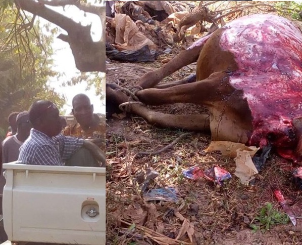 Horrible, des hommes ont enlevé la peau d'un bœuf vivant Horrible, des hommes ont enlevé la peau d'un bœuf vivant