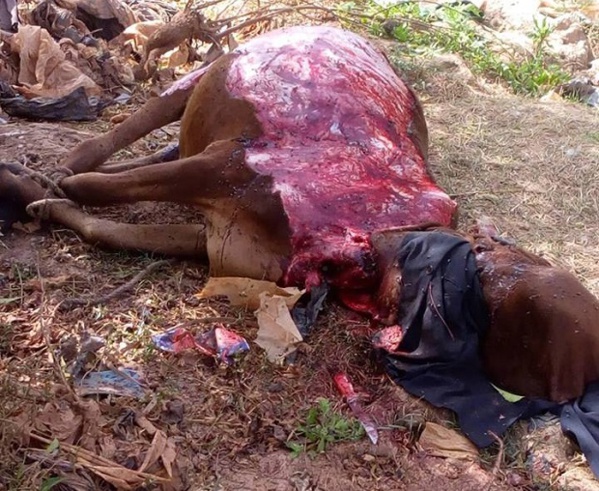 Horrible, des hommes ont enlevé la peau d'un bœuf vivant Horrible, des hommes ont enlevé la peau d'un bœuf vivant