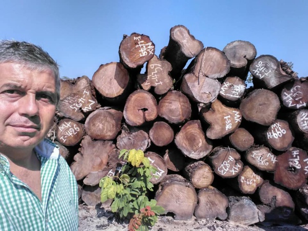 Scandale: le bois Casamançais en Gambie, un blanc revendique... Scandale: le bois Casamançais en Gambie, un blanc revendique...