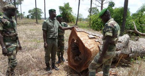 Deux agents des Eaux et Forêts sénégalais arrêtés en Gambie