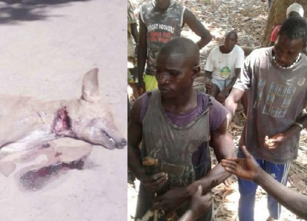Violences inter-villageoises à Oussouye: un homme lynché, un chien égorgé et plusieurs dégâts. Les autorités muettes