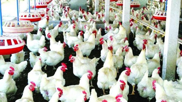 Les dessous d’une bataille dans l’aviculture Sénégalaise Les dessous d’une bataille dans l’aviculture Sénégalaise