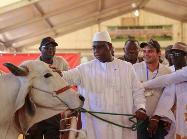 Macky Sall offre 1 milliard aux éleveurs de Kanel, Linguère, Matam,  Podor, Ranérou...