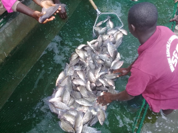 PRODAC,  l’heure de la récolte a sonné !