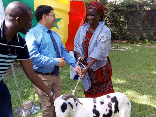 TABASKI 2018: Israël offre des moutons aux nécessiteux Sénégalais TABASKI 2018: Israël offre des moutons aux nécessiteux Sénégalais