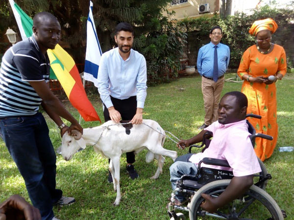 TABASKI 2018: Israël offre des moutons aux nécessiteux Sénégalais TABASKI 2018: Israël offre des moutons aux nécessiteux Sénégalais