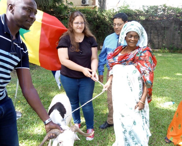 TABASKI 2018: Israël offre des moutons aux nécessiteux Sénégalais 