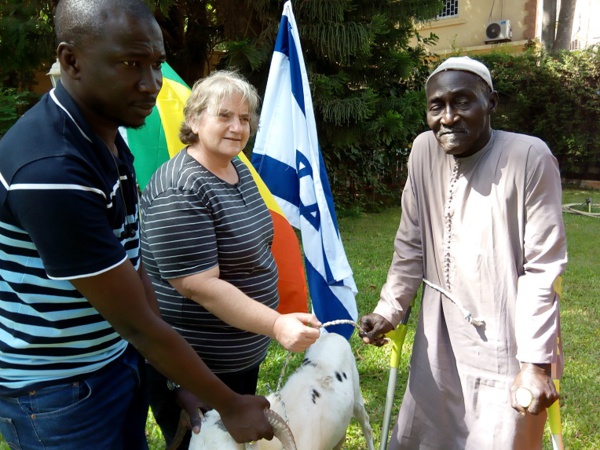 TABASKI 2018: Israël offre des moutons aux nécessiteux Sénégalais 