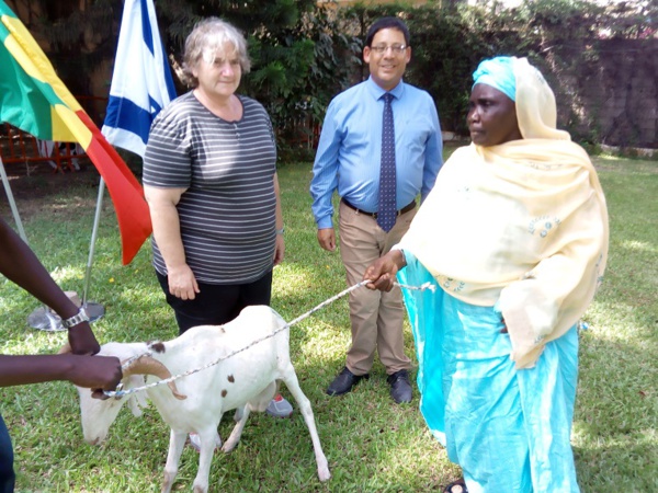 TABASKI 2018: Israël offre des moutons aux nécessiteux Sénégalais TABASKI 2018: Israël offre des moutons aux nécessiteux Sénégalais