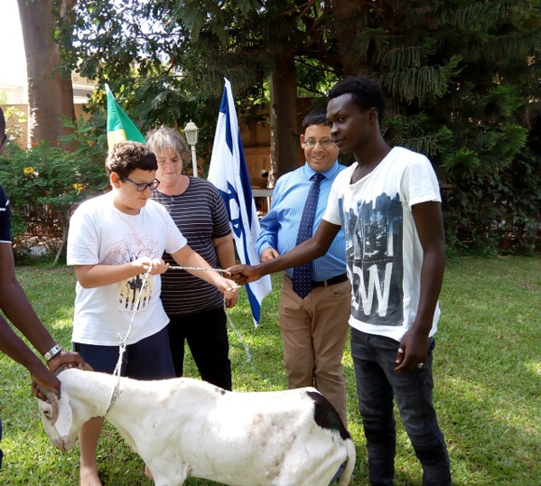 TABASKI 2018: Israël offre des moutons aux nécessiteux Sénégalais TABASKI 2018: Israël offre des moutons aux nécessiteux Sénégalais