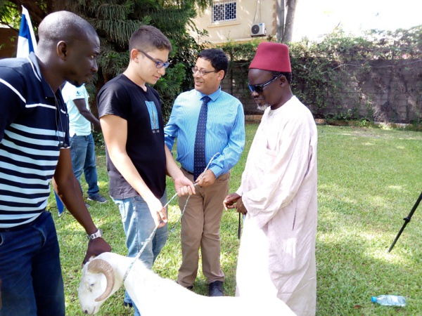 TABASKI 2018: Israël offre des moutons aux nécessiteux Sénégalais TABASKI 2018: Israël offre des moutons aux nécessiteux Sénégalais