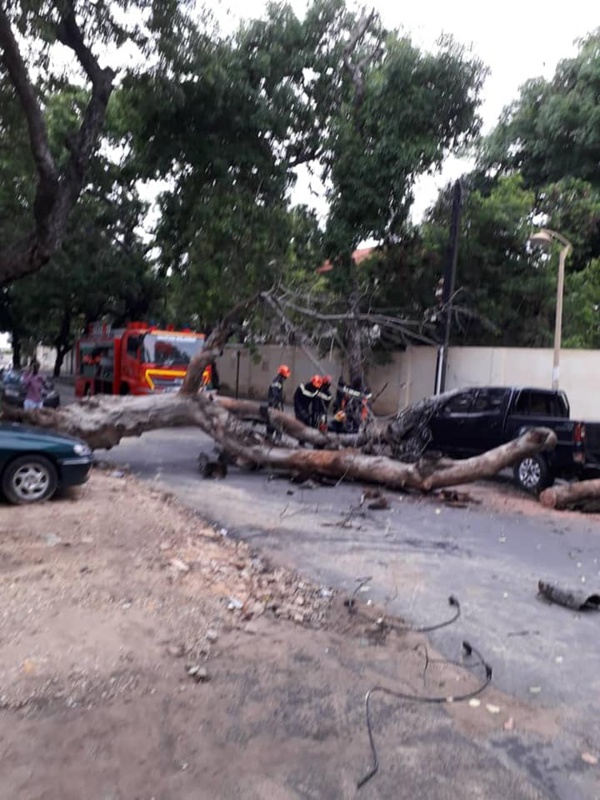 Un arbre tombe et barre la route allant vers Sandaga Un arbre tombe et barre la route allant vers Sandaga