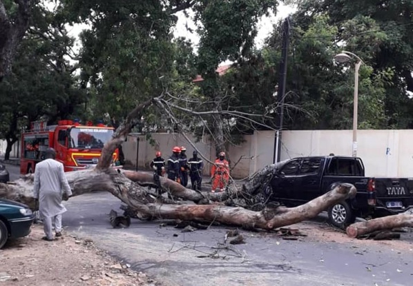 Un arbre tombe et barre la route allant vers Sandaga Un arbre tombe et barre la route allant vers Sandaga