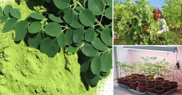 Moringa: l’herbe qui tue cancer tue et arrête le diabète Moringa: l’herbe qui tue cancer tue et arrête le diabète