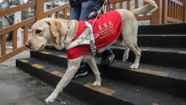 En Gambie, des chiens renifleurs pour détecter le paludisme En Gambie, des chiens renifleurs pour détecter le paludisme