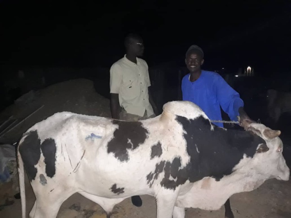 Gamou 2018 : Le ministre Amadou Ba paye des bœufs et chameaux pour Sérigne Béthio Thioune