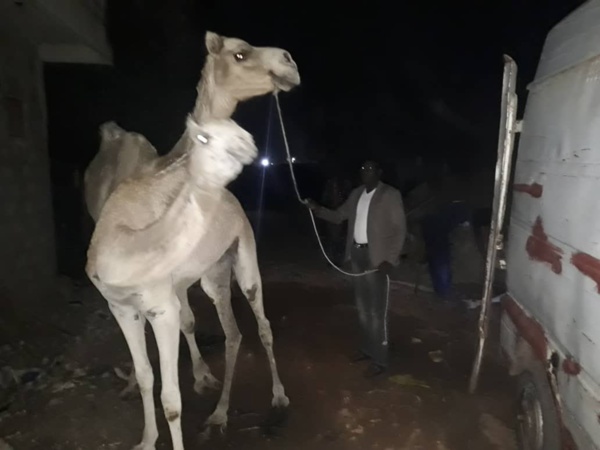 Gamou 2018 : Le ministre Amadou Ba paye des bœufs et chameaux pour Sérigne Béthio Thioune