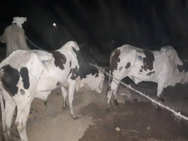 Gamou 2018 : Le ministre Amadou Ba paye des bœufs et chameaux pour Sérigne Béthio Thioune