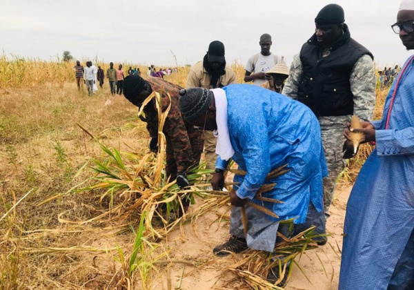 LAGANE: Samuel Ahmet Sarr désigné par Cheikh Saliou Mbacké pour diriger les travaux champêtres LAGANE: Samuel Ahmet Sarr désigné par Cheikh Saliou Mbacké pour diriger les travaux champêtres