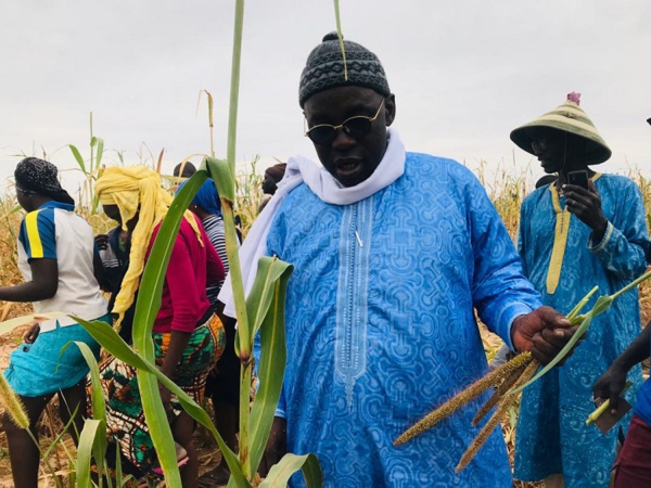 LAGANE: Samuel Ahmet Sarr désigné par Cheikh Saliou Mbacké pour diriger les travaux champêtres LAGANE: Samuel Ahmet Sarr désigné par Cheikh Saliou Mbacké pour diriger les travaux champêtres