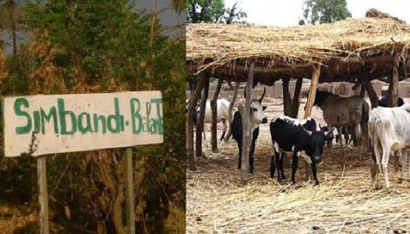 Simbadi Balante : Plus de soixante boeufs volés...