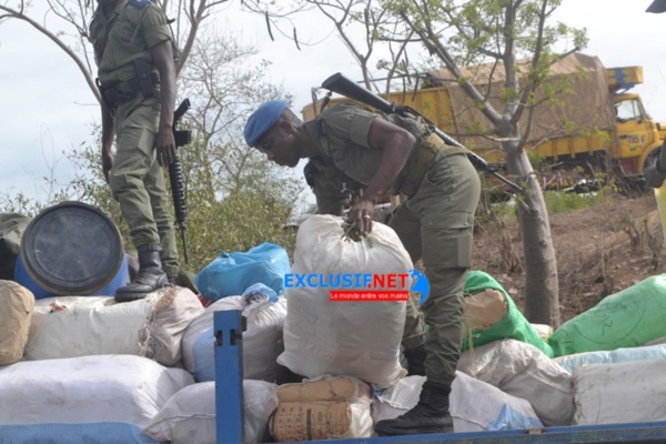 Joal : La gendarmerie saisit une tonne de chanvre indien Joal : La gendarmerie saisit une tonne de chanvre indien