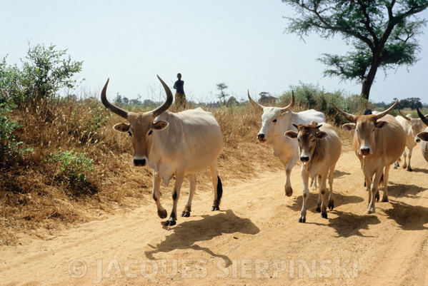 Vol de bétails : Les autorités Bissau-guinéennes restituent des vaches à Goudomp Vol de bétails : Les autorités Bissau-guinéennes restituent des vaches à Goudomp