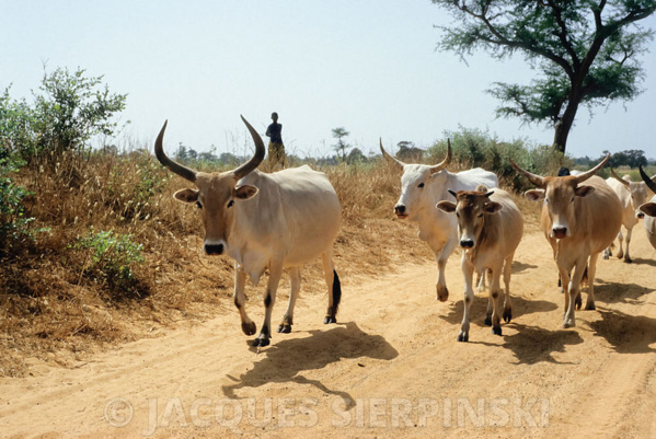 Vol de bétails : Les autorités Bissau-guinéennes restituent des vaches à Goudomp