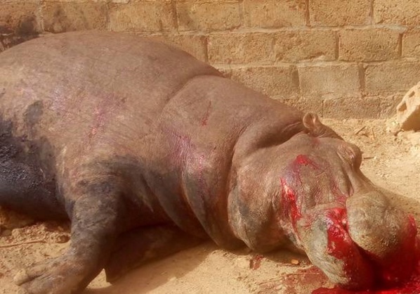 Kédougou: Un hippopotame sème la terreur avant d’être tué
