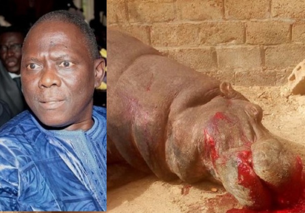 Hippopotame tué à Kédougou : Moustapha Diakhaté étale sa colère