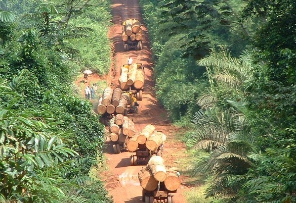 Port de Banjul : Saisie de 4 containers de bois en provenance de la Casamance 